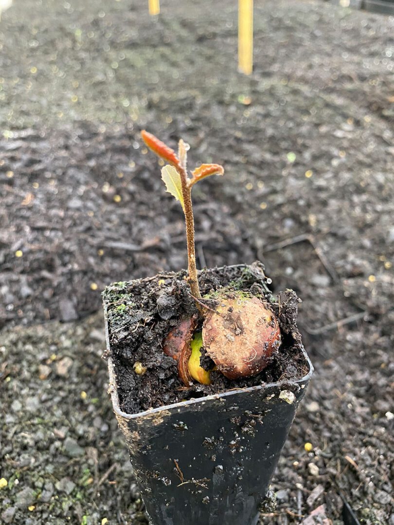 A small plant is growing in the dirt.