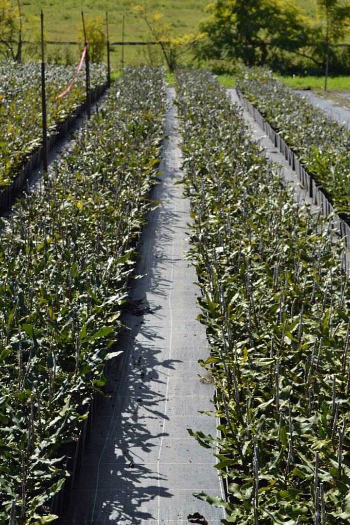 A field of green plants with water coming out.