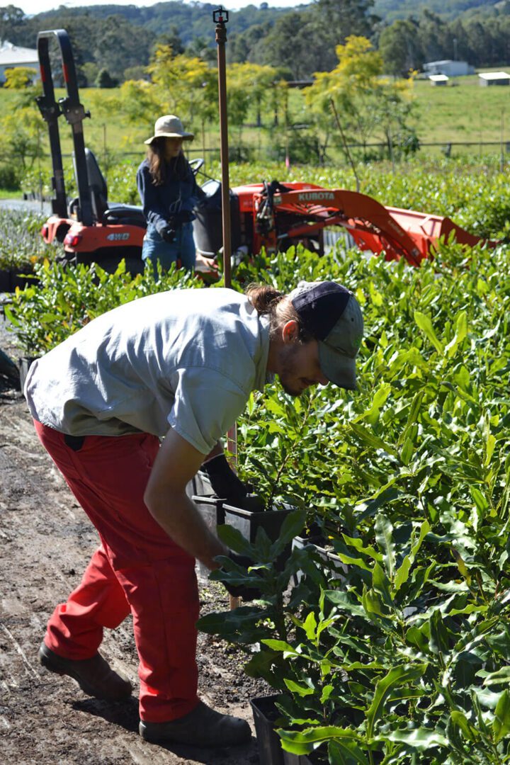 A man in red pants and white shirt picking green plants.