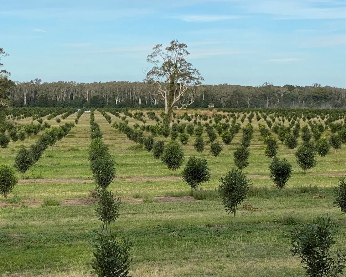 A field of trees with a tree in the middle.