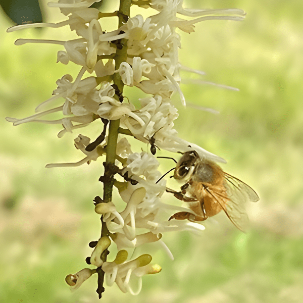 A bee is flying around on the flower.