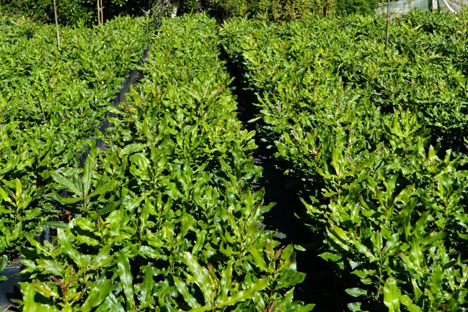 A field of green plants with trees in the background.