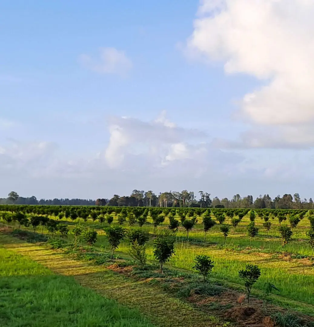 A field with many trees in it