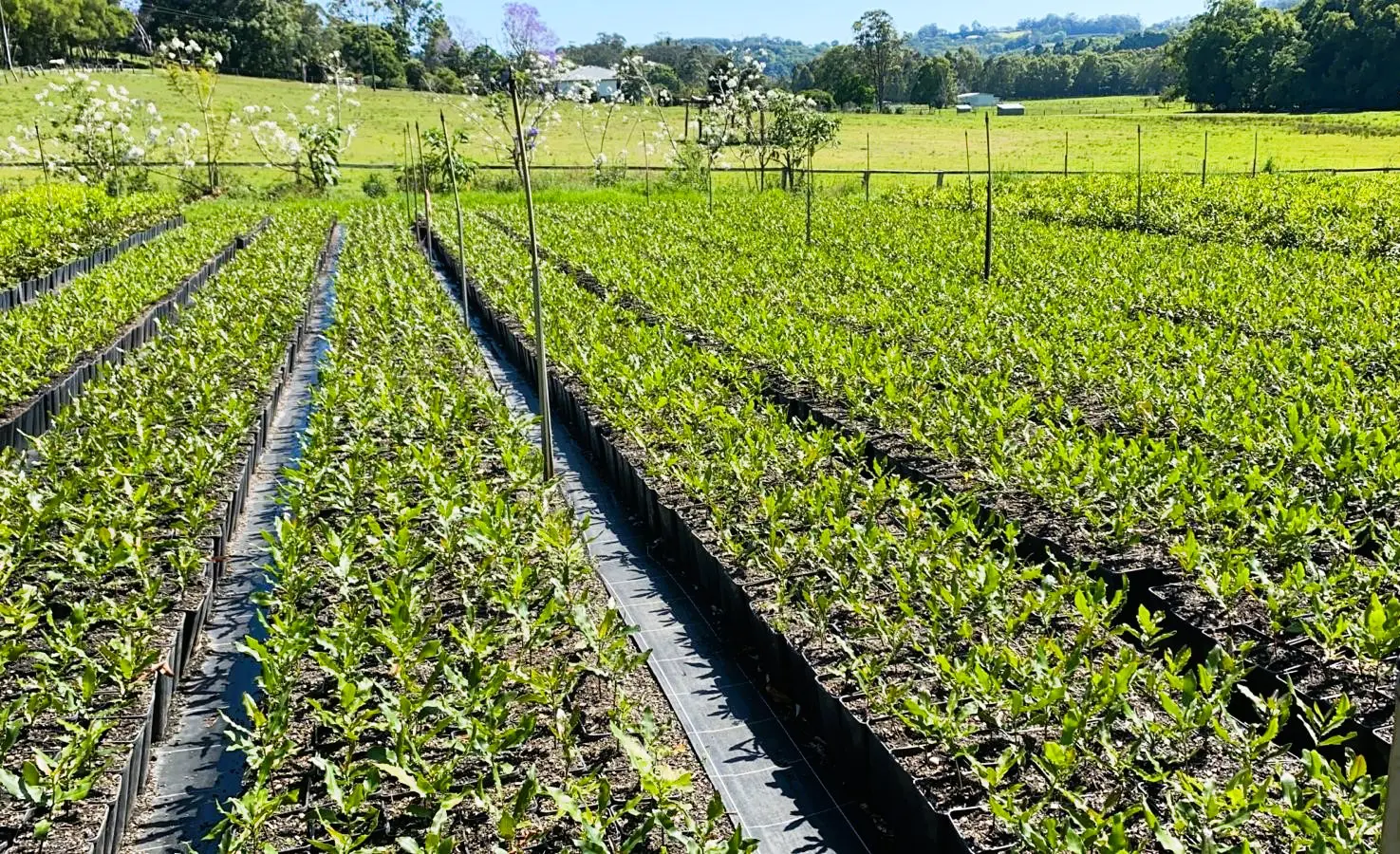 A field with rows of plants growing in it.